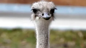 Mascota unei grădini zoologice a murit după ce a înghiţit cheile furate de la un angajat