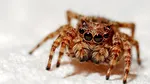Cum să scapi de păianjenii și muștele din casa ta pe timpul verii. Sfaturi ce te ajută să ții insectele la distanță