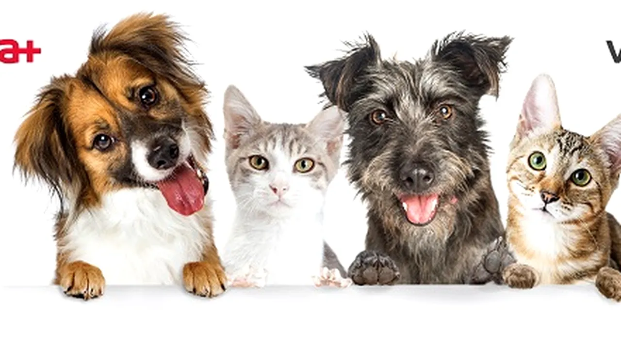 Antibiotice Iaşi lansează o nouă gamă de produse veterinare VetAria+