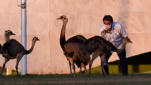 FOTO Un preşedinte controversat care nu crede în COVID-19 a fost muşcat de o pasăre în timp ce o hrănea
