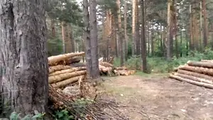 VIDEO. Imagini dezolante: Zeci de copaci tăiaţi, într-o zonă declarată centru de carantină. Cum se apără proprietarii pădurii