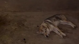 O persoană a abandonat un lup în Parcul din Craiova. Ce PEDEAPSĂ riscă aceasta