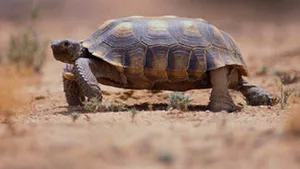 Cele mai vechi broaşte ţestoase nu aveau carapace