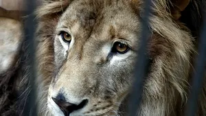 Africa de Sud va interzice creşterea leilor în captivitate. Criticii: „O victorie pentru animalele sălbatice”