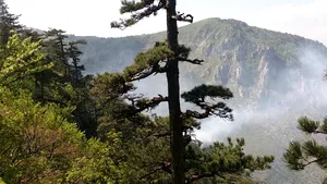 ALERTĂ maximă: Incendiu izbucnit într-o pădure de pin, extins pe o suprafaţă dublă. Elicopterele nu pot interveni din cauza vântului - GALERIE FOTO