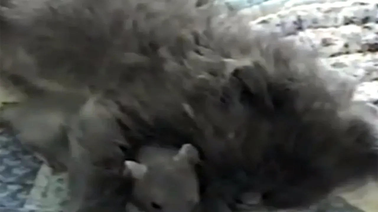 Tom şi Jerry nu se urăsc. Un şoricel doarme alături de o pisică - VIDEO