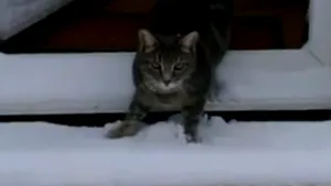 IMAGINI AMUZANTE: Cum reacţionează o pisică prima dată când vede zăpadă - VIDEO