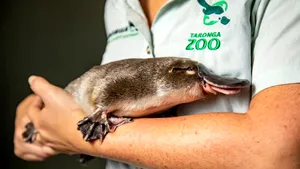 Ornitorincii, pe cale de dispariţie. Planul de salvare lansat de o grădină zoo din Australia