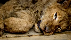 Leii lui Nuţu Cămătaru aveau nevoie de un spaţiu de trei ori mai mare. Animalele vor sta o lună şi jumătate la Bucov