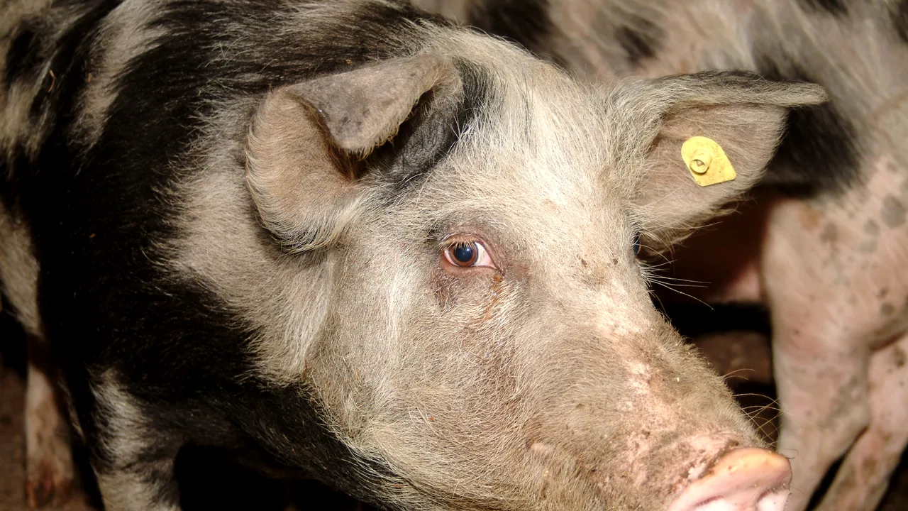 Filtre în Tulcea pentru evitarea răspândirii pestei porcine africane, zeci de focare găsite deja 