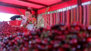 O musculiță bagă spaima în producătorii de cireșe din Europa