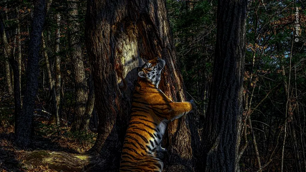 Fotografia anului 2020: O imagine cu un tigru care îmbrăţişează un copac a câştigat premiul Wildlife Photographer Of The Year