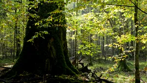 Guvernul alocă 100 de milioane de lei pentru Programul „Săptămâna verde”