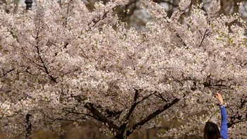 METEO ANM, vremea până pe 23 martie: cald în toată țara, precipitații după jumătatea lunii