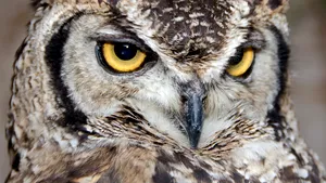 Cercetătorii vor să descopere „secretul” bufniţelor. Ce pot învăţa oamenii de la păsări