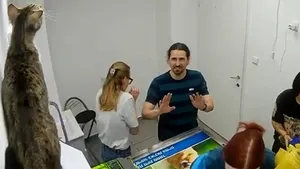 O pisică a făcut ravagii într-o clinică veterinară: a distrus mai multe lucruri și a rănit câțiva oameni