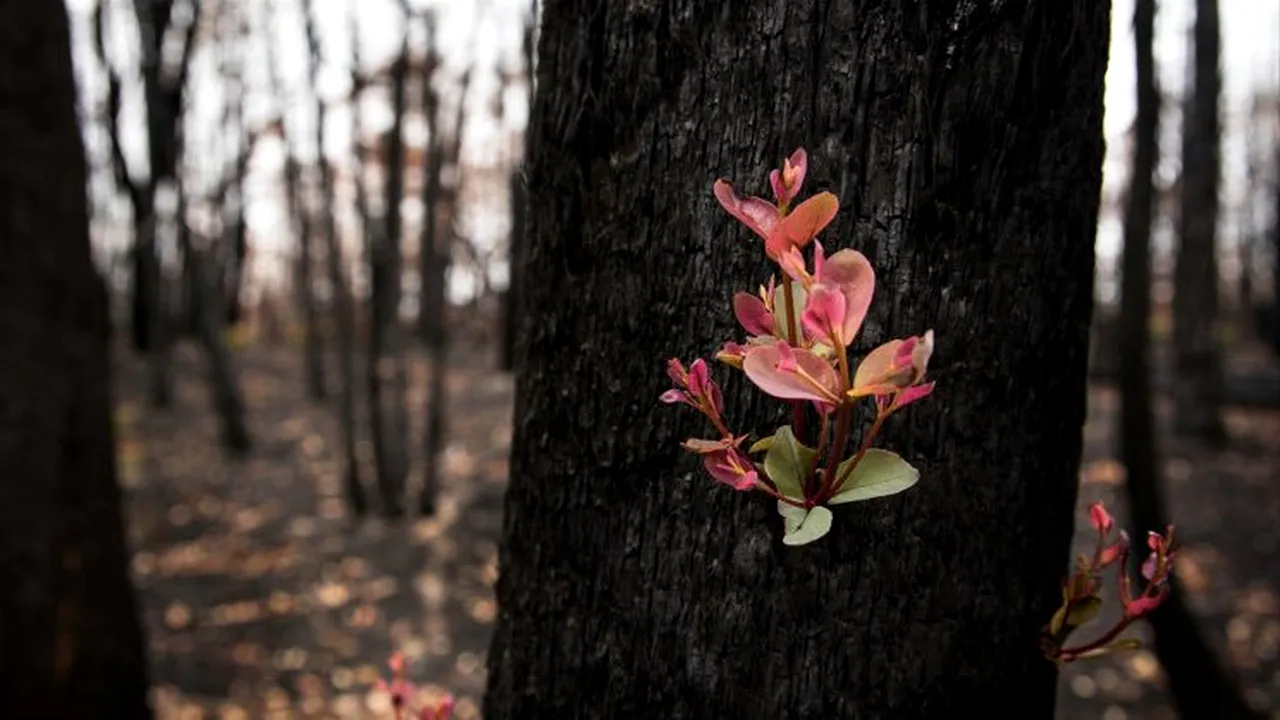 Viaţa renaşte din cenuşă în Australia. Primele plante apărute după incendii. FOTO