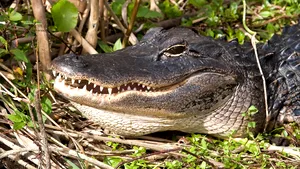 O femeie din Statele Unite care voia să stea aproape de un aligator a fost ucisă de reptilă 