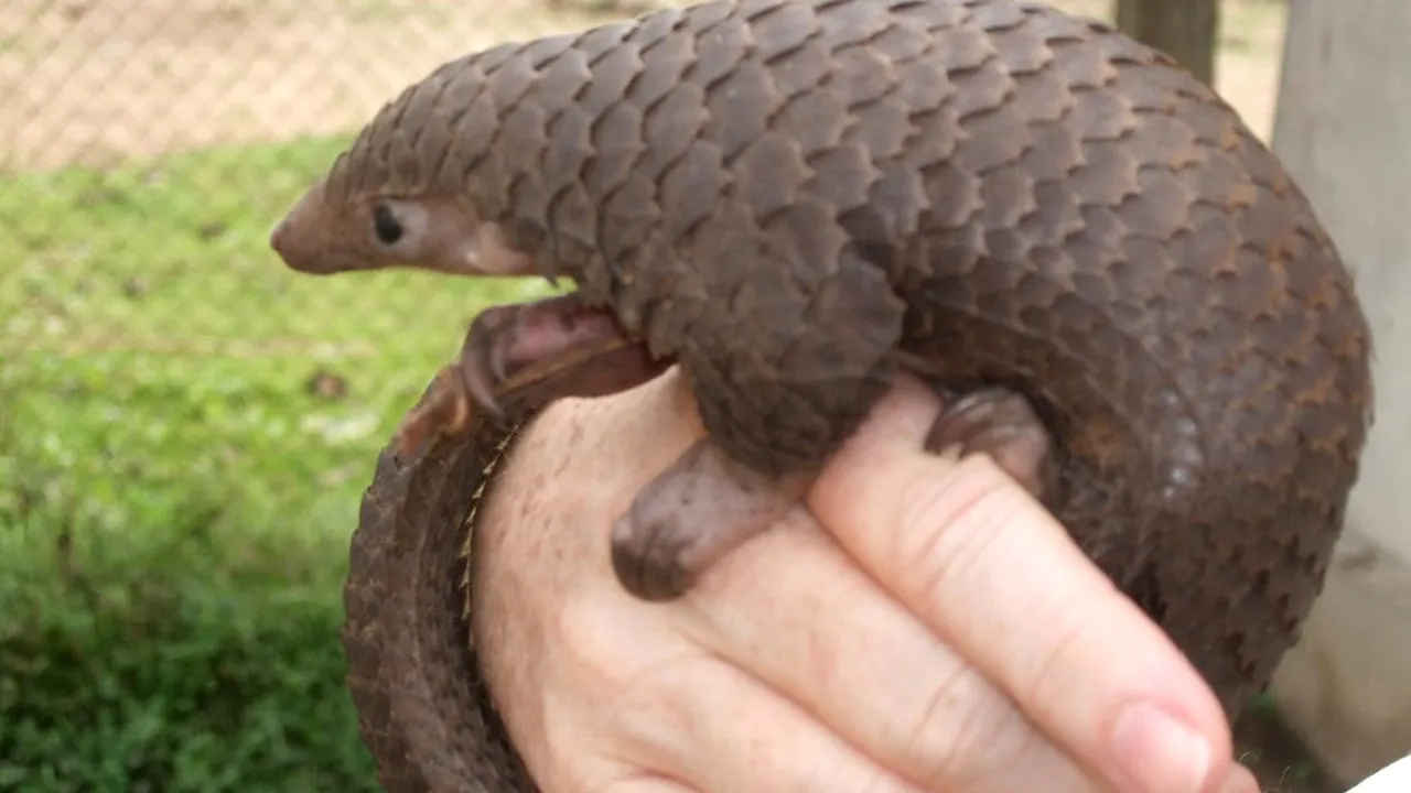 COMENTARIU Lelia Munteanu: Uluitoarea asemănare dintre pangolin şi politicianul de Dâmboviţa