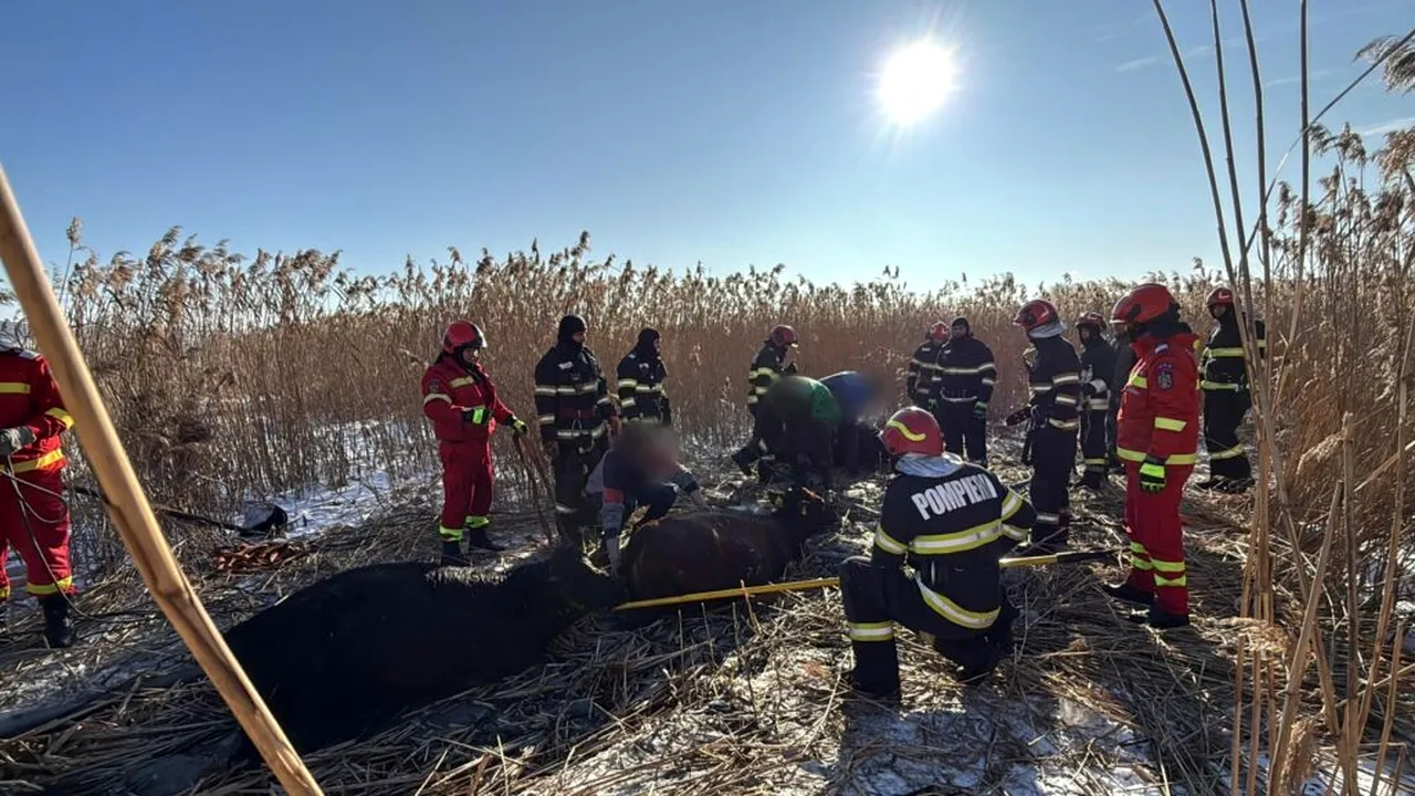 Suceava: 23 de vaci au căzut într-un iaz. Pompierii intervin