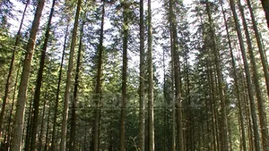 Varga: Accesul comercianţilor în pădure va fi interzis, orice furt de lemn, sancţionat penal