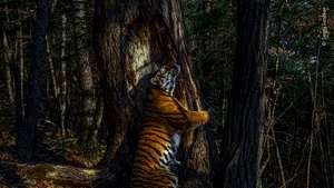 Fotografia anului 2020: O imagine cu un tigru care îmbrăţişează un copac a câştigat premiul Wildlife Photographer Of The Year