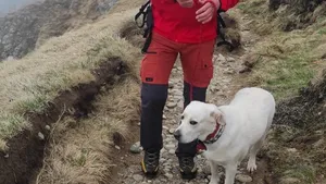 Un câine a fost salvat de salvamontiştii din Buşteni. Animalul a căzut într-o prăpastie