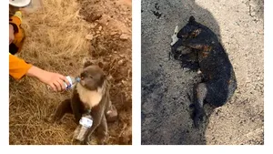Incendiile din Australia. Imaginea care a făcut un pompier să plângă: un urs koala, ars de viu. „Nu a avut nicio şansă”