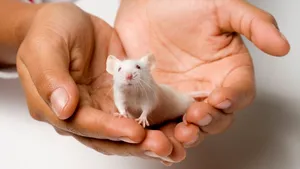 Un medicament experimental care prelungeşte viaţa şoarecilor cu 25% ar putea funcţiona şi în rândul oamenilor