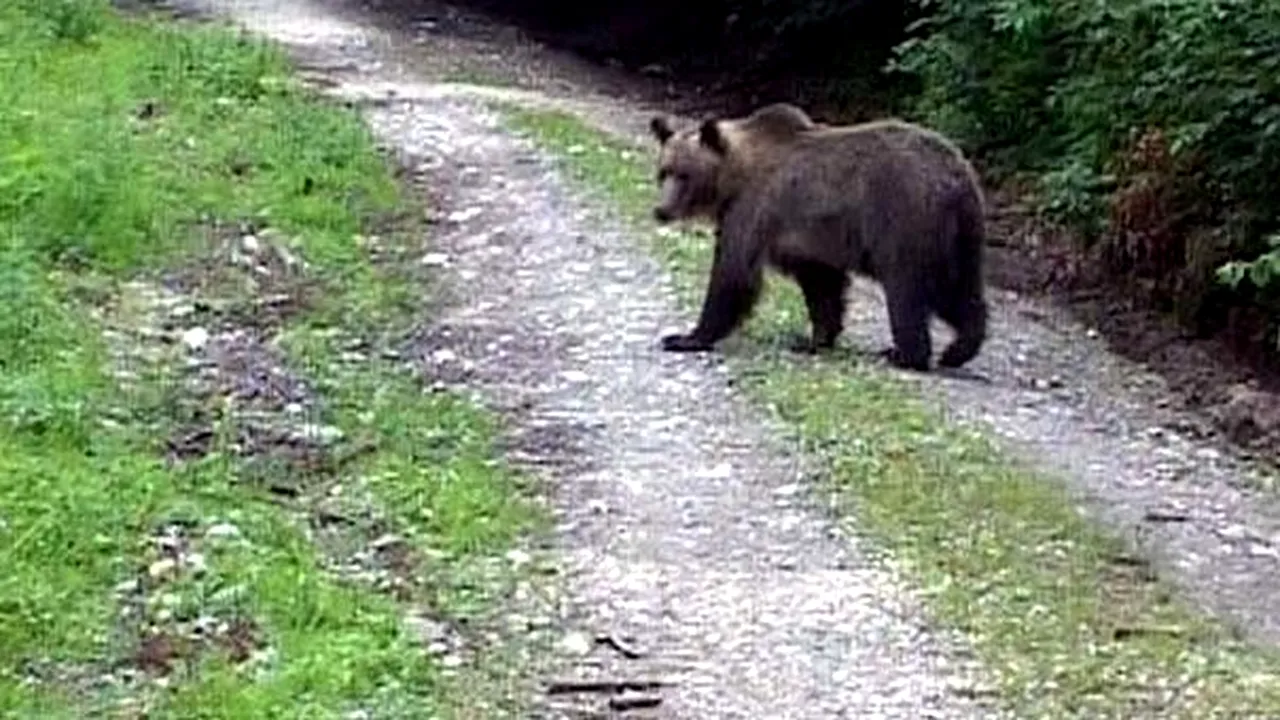 Bărbat grav rănit de un urs la o stână de la marginea oraşului Petroşani
