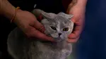 Ce gândește de fapt pisica ta atunci când ieși din casă