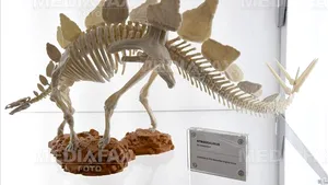 O nouă specie de Stegosaurus a fost descoperită în Asia 