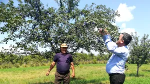 Livezile din Vrancea sunt culese cu rude şi prieteni. Agricultorii se plâng de lipsa zilierilor  | VIDEO