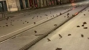 Masacru la Roma: Imagini cu mii de păsări moarte din cauza focurilor de artificii din noapte de Revelion
