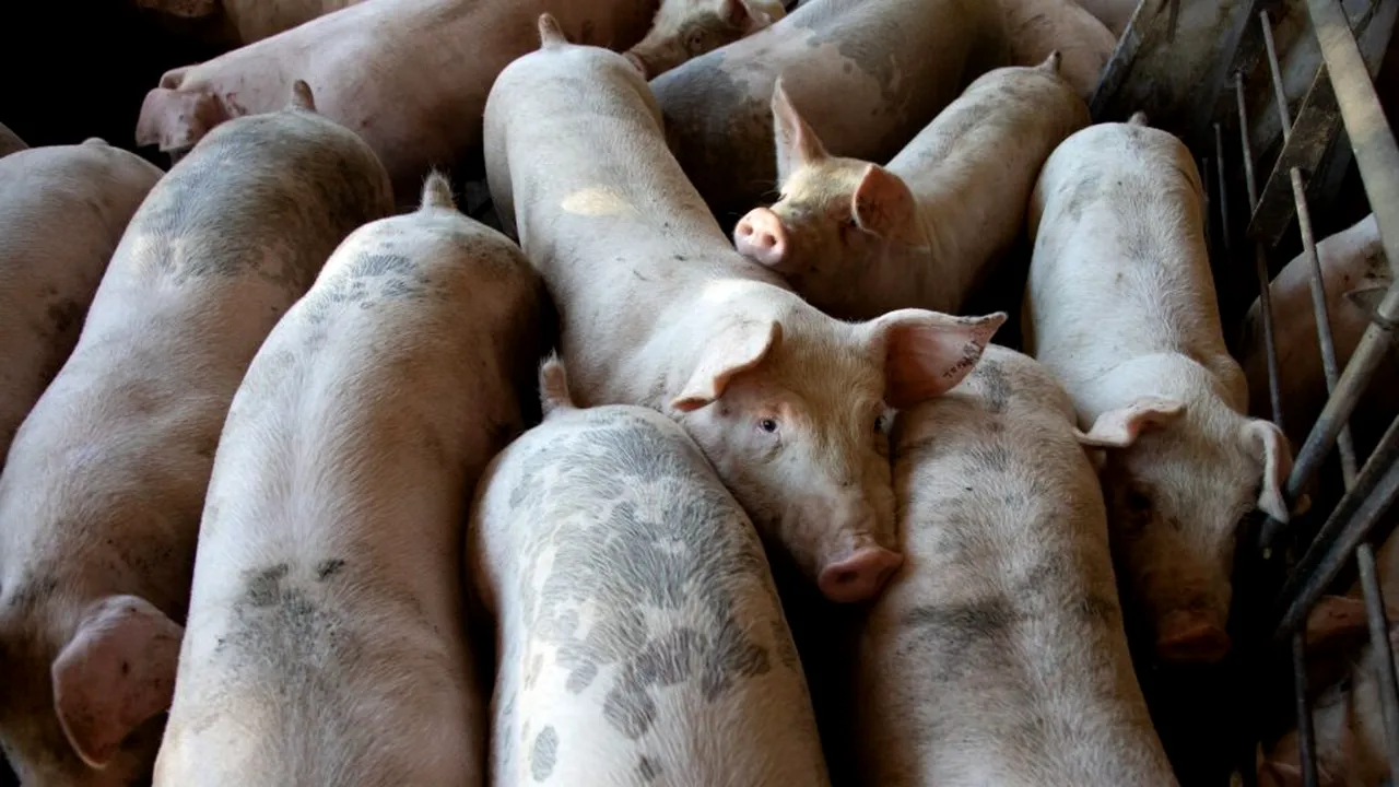 Alertă de pestă porcină africană în apropiere de Roma. Patru mistreți infectați și restricții în 20 de localități