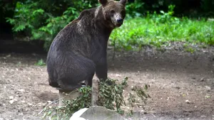 25 de euro, preţul pe care îl plăteşte un turist la Râşnov, pentru a admira sau fotografia urşi, lupi şi râşi. Cât durează sezonul de observare şi ce peisaje spectaculoase pot fi văzute