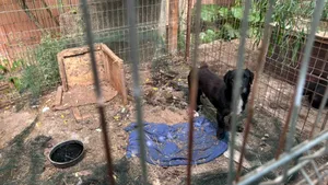 Zeci de animale de companie, ținute în condiții improprii într-un adăpost improvizat din Timiș