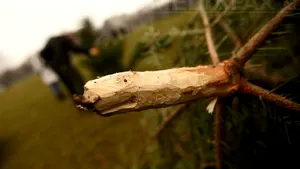 PREŢUL BRADULUI DE CRĂCIUN: La Craiova şi Drobeta Turnu Severin brazii costă între 40 şi 500 de lei, clienţii lipsesc