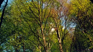 Zece maşini avariate de un copac căzut din cauza vântului