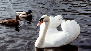 Elveția extinde măsurile împotriva gripei aviare. Virusul circulă în toată Europa