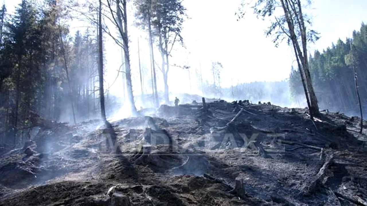 Incendiu puternic într-o pădure de lângă Cheia
