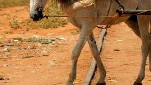 Copil de trei ani, rănit de un măgar la Grădina Zoologică