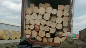 Exportul ilegal de lemn. Mai multe containere încărcate cu sute de metri cubi de lemn au fost confiscate în Portul Constanţa. În actele firmei figura cherestea