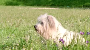 Cannes 2015: Câinele din filmul portughez 