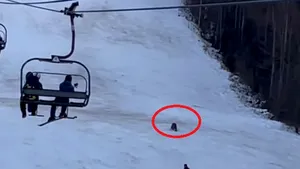 VIDEO Momentul în care un urs aleargă un schior în Predeal. Turiştii au sunat la 112