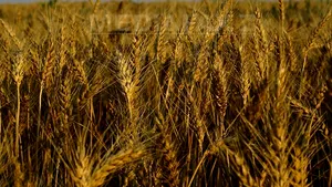 Producţia de grâu va scădea dezastruos în acest an din cauza ploilor