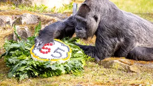 FOTO/VIDEO Cea mai bătrână gorilă din lume a împlinit 65 de ani