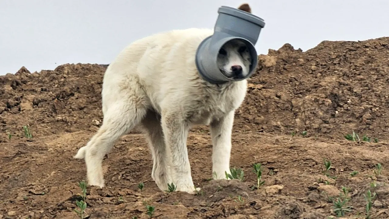 Câine cu capul blocat într-o țeavă, de zile întregi în Ilfov. Apel urgent al Protecției Animalelor