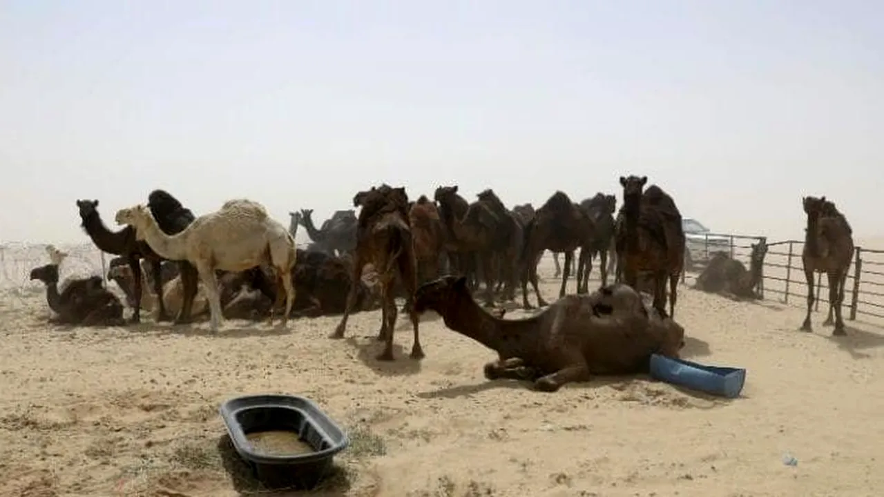 Criza diplomatică din Qatar |  Sute de cămile abandonate au murit de foame şi sete, după ce au fost alungate din Arabia Saudită