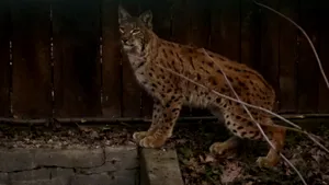 Al patrulea râs capturat în pădurile din România. Care este obiectivul proiectului 